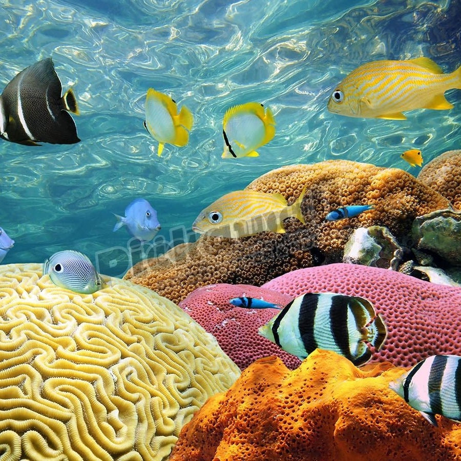 Underwater Coral Scene - Pickawall