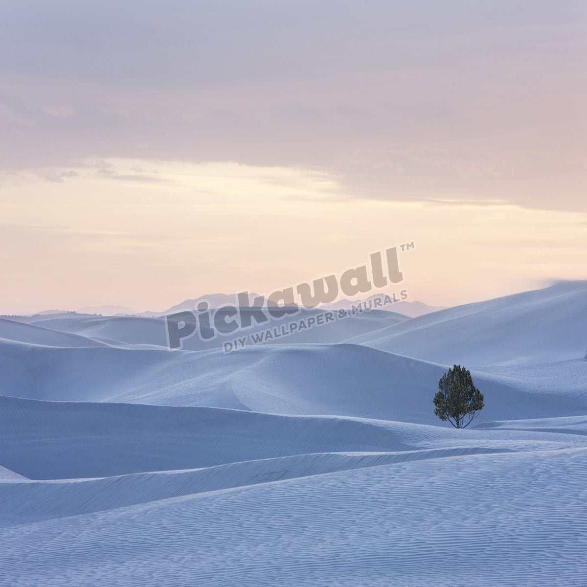 USA,Utah,Little Sahara,Lonely tree on desert - Pickawall