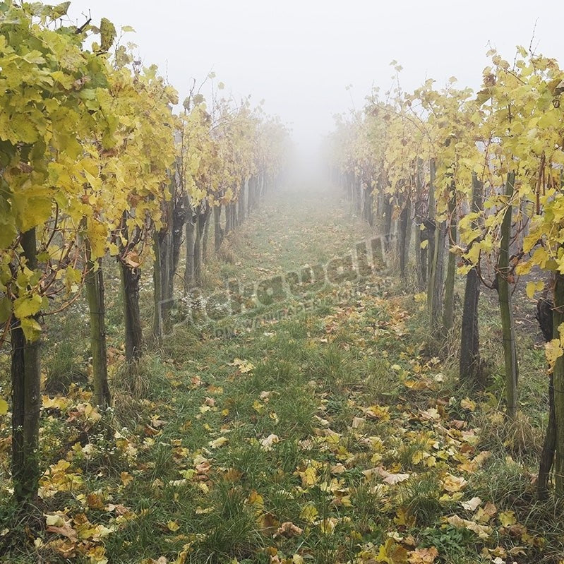 Vineyard, Austria - Pickawall