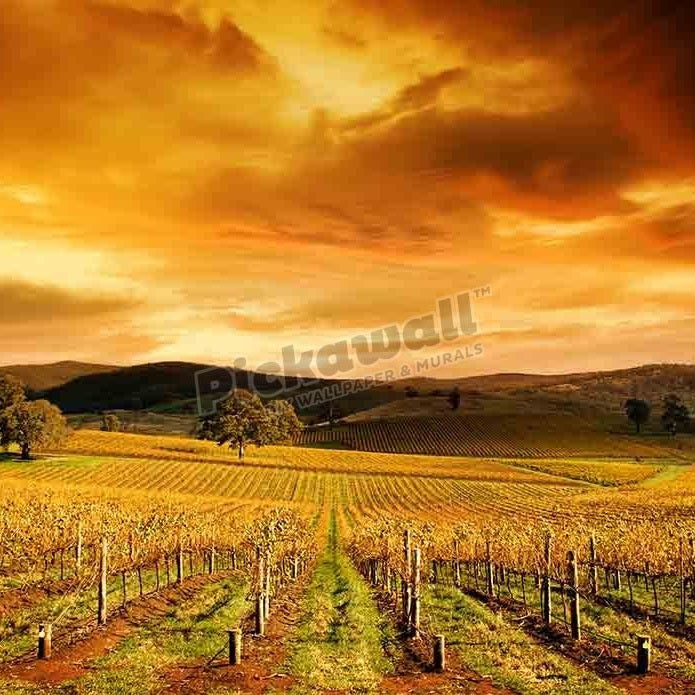 vineyard in South Australia - Pickawall