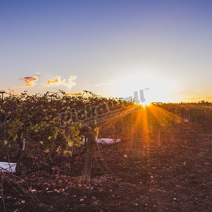 Vineyard Sunset - Pickawall