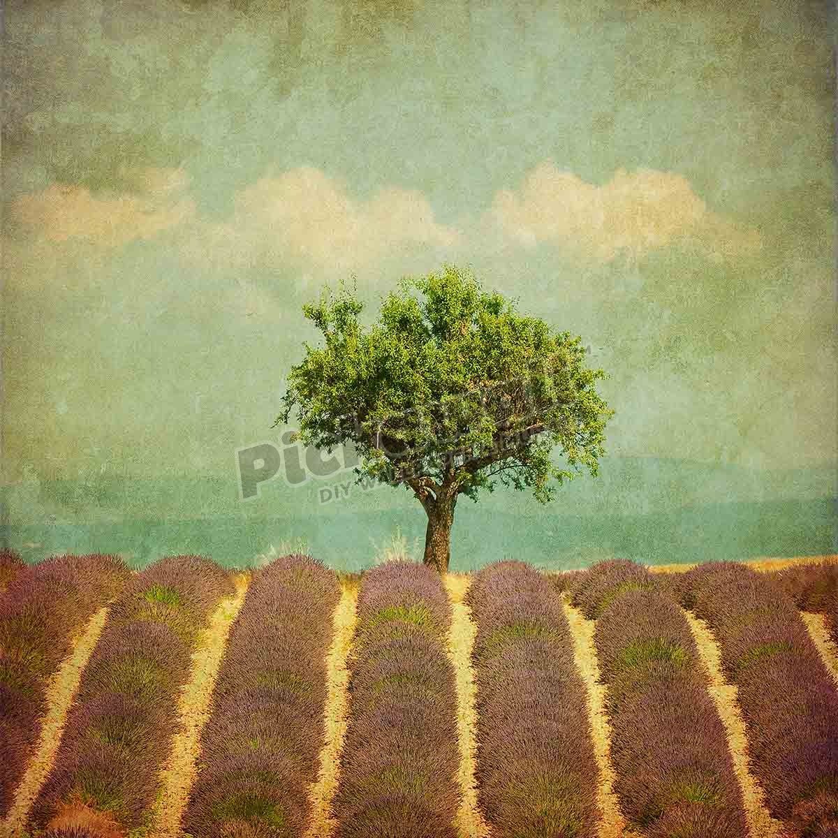 vintage image of a tree in lavender field - Pickawall