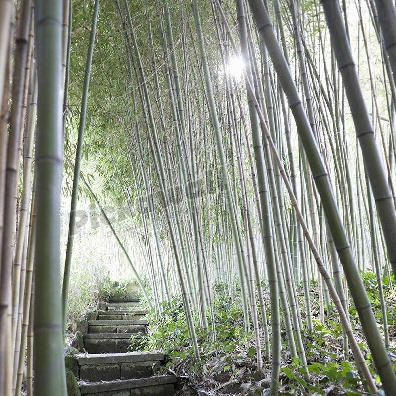 walkway through bamboo grove - Pickawall