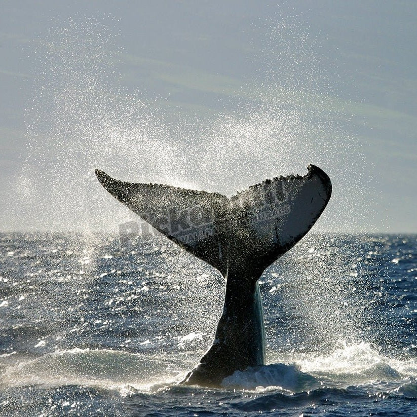 Whale Tail - Pickawall
