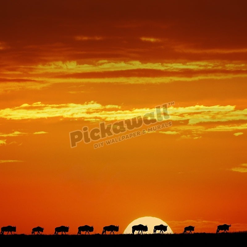 Wildebeest herd silhouetted on horizon at sunrise - Pickawall