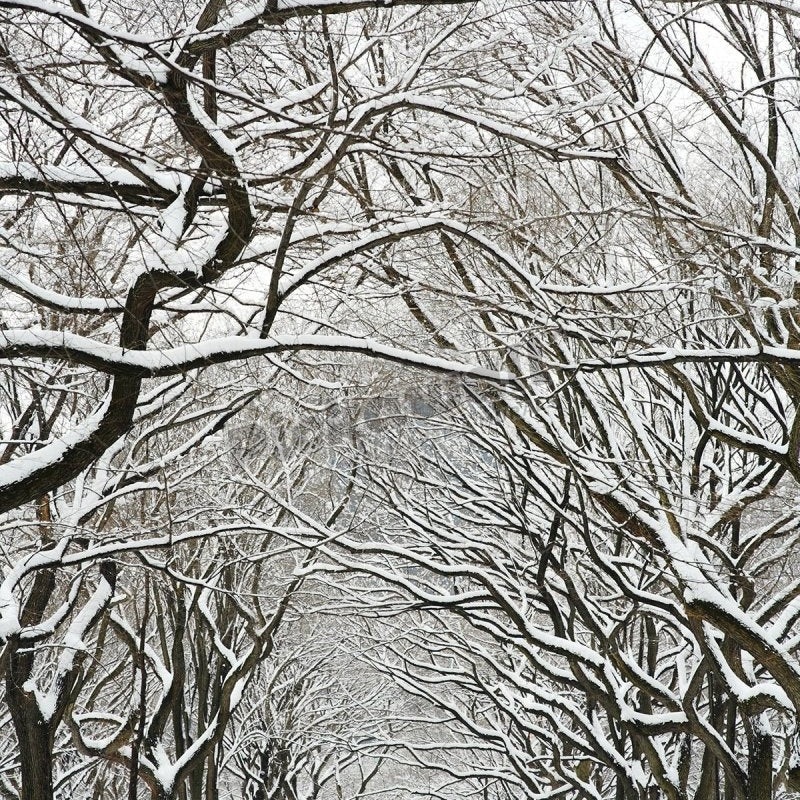 Winter path - Pickawall