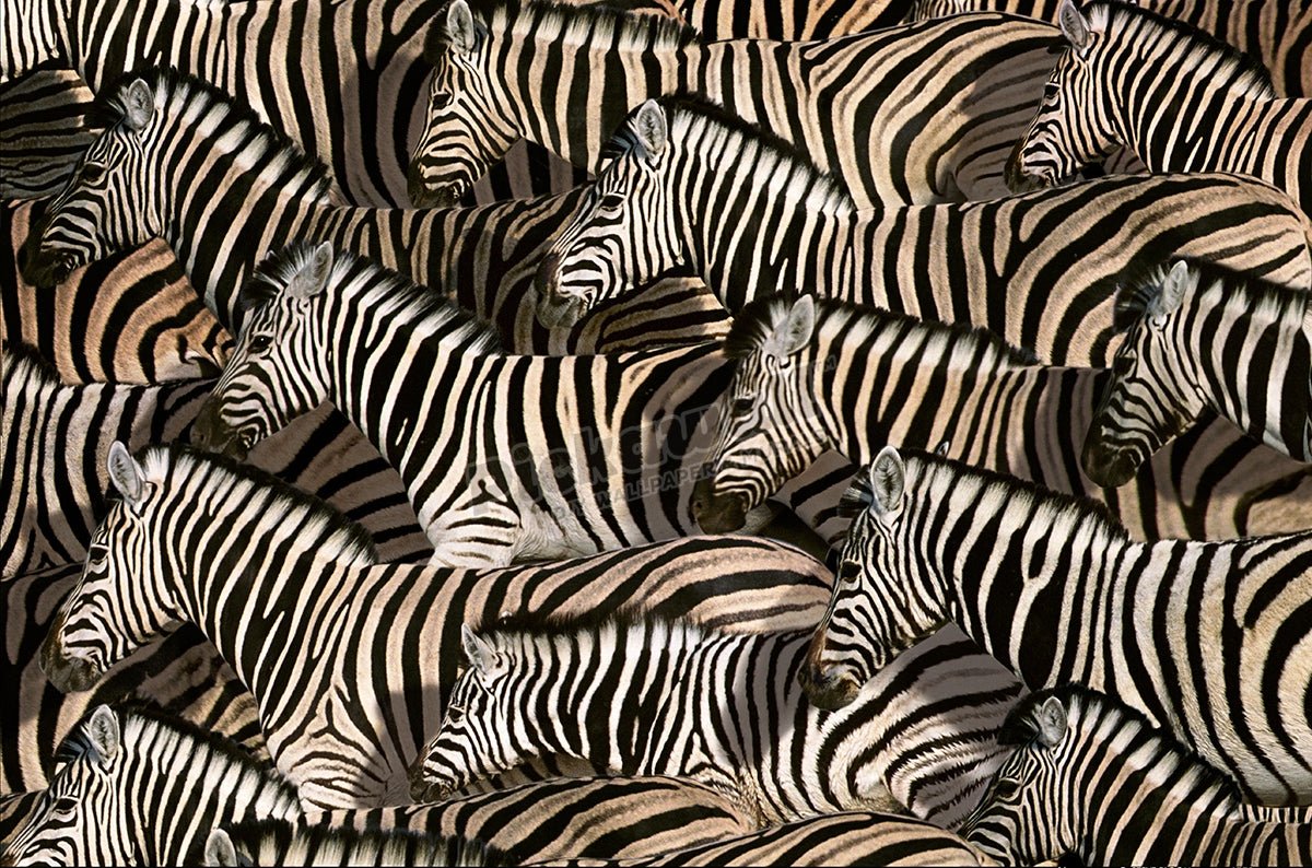 Zebra zeal - Pickawall