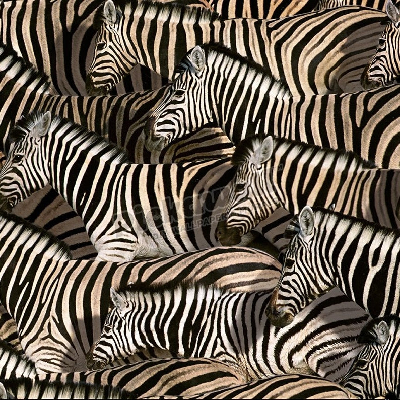 Zebra zeal - Pickawall