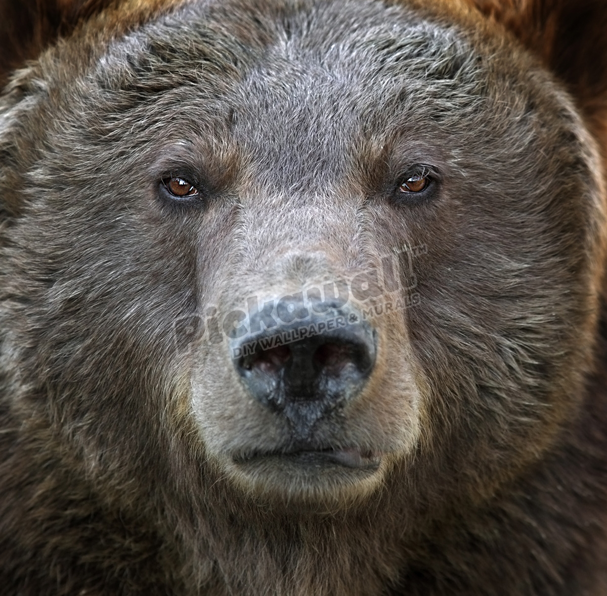 Grizzly Portrait - Pickawall