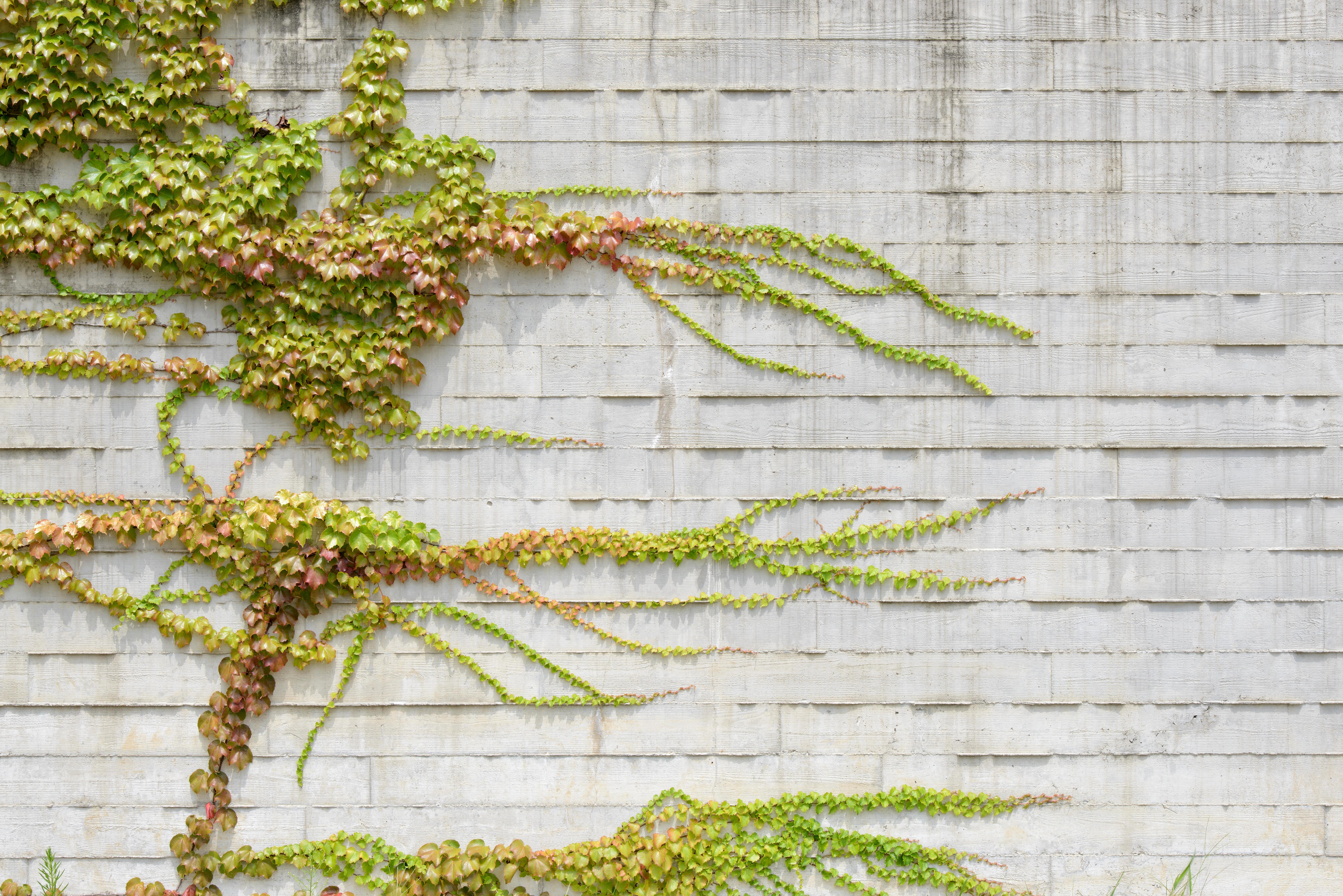 vines climbing on white wood wall Pickawall