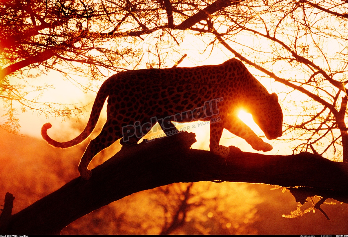 Leopard’ - Pickawall