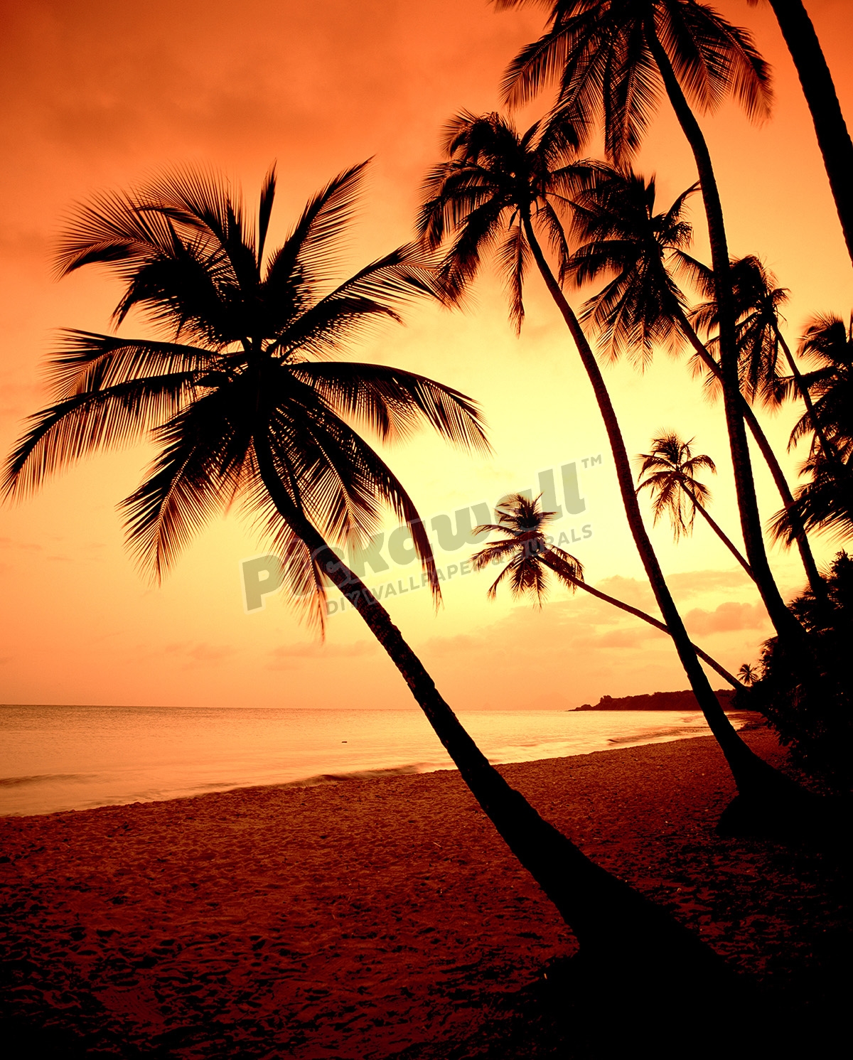 Water β Palm trees - Pickawall