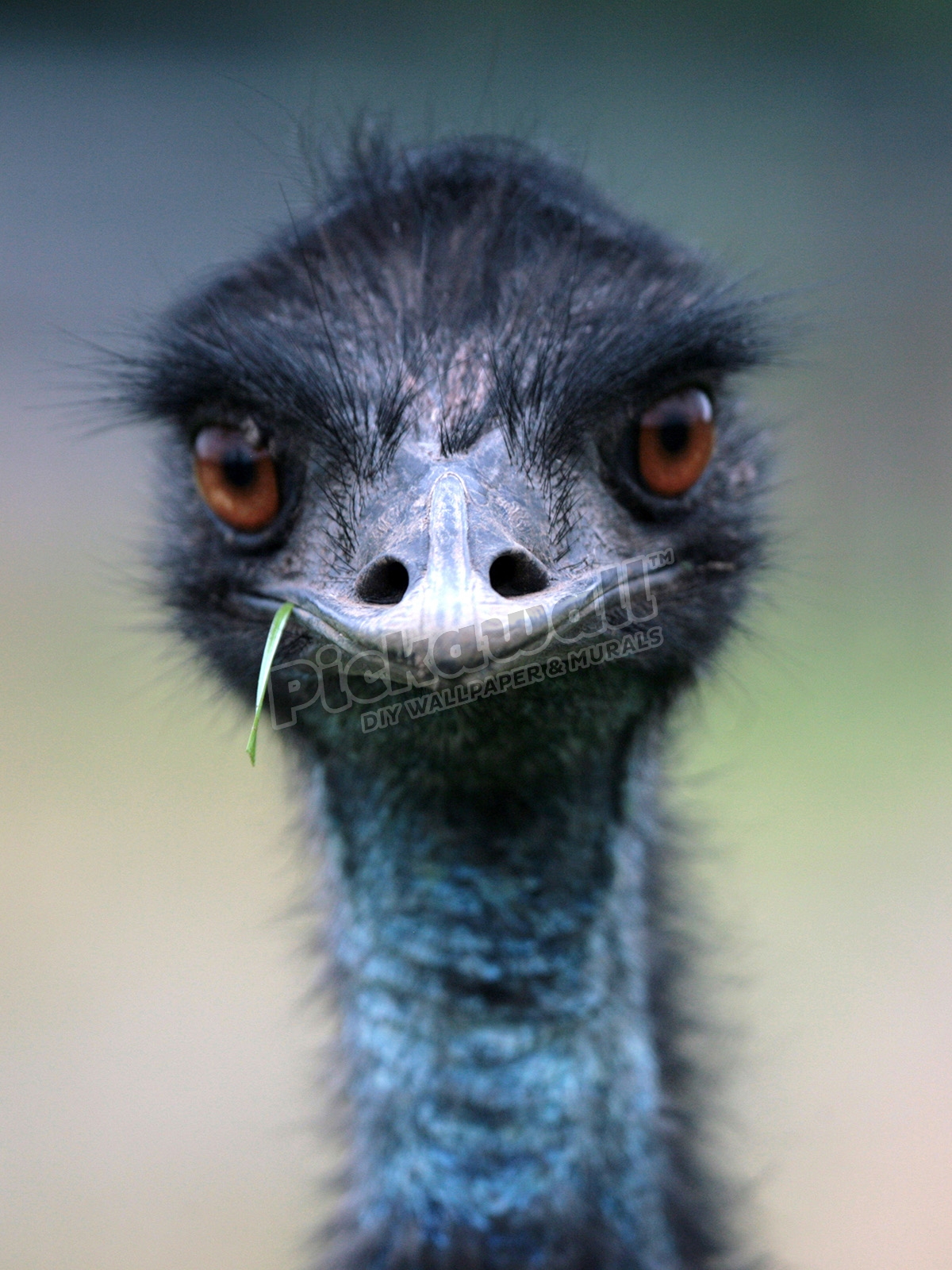 Emu, Australia - Pickawall