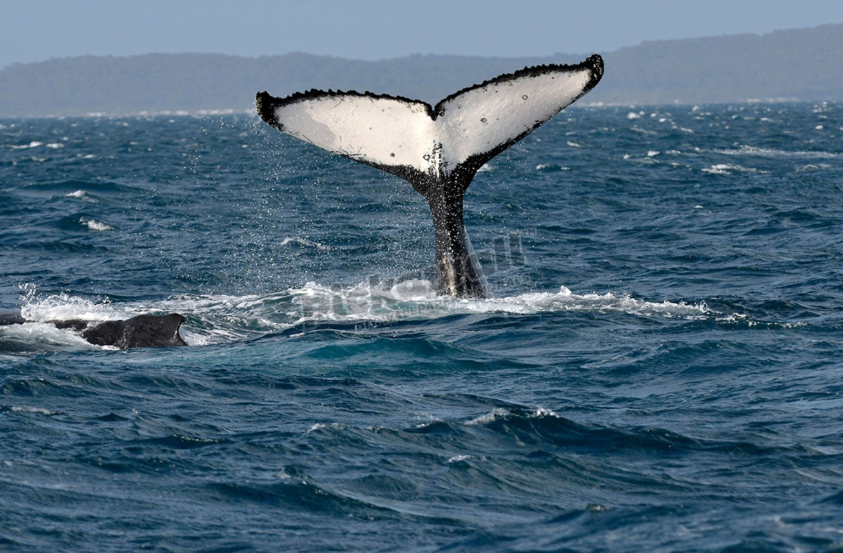 Humpback Whale Fraser Island - Pickawall