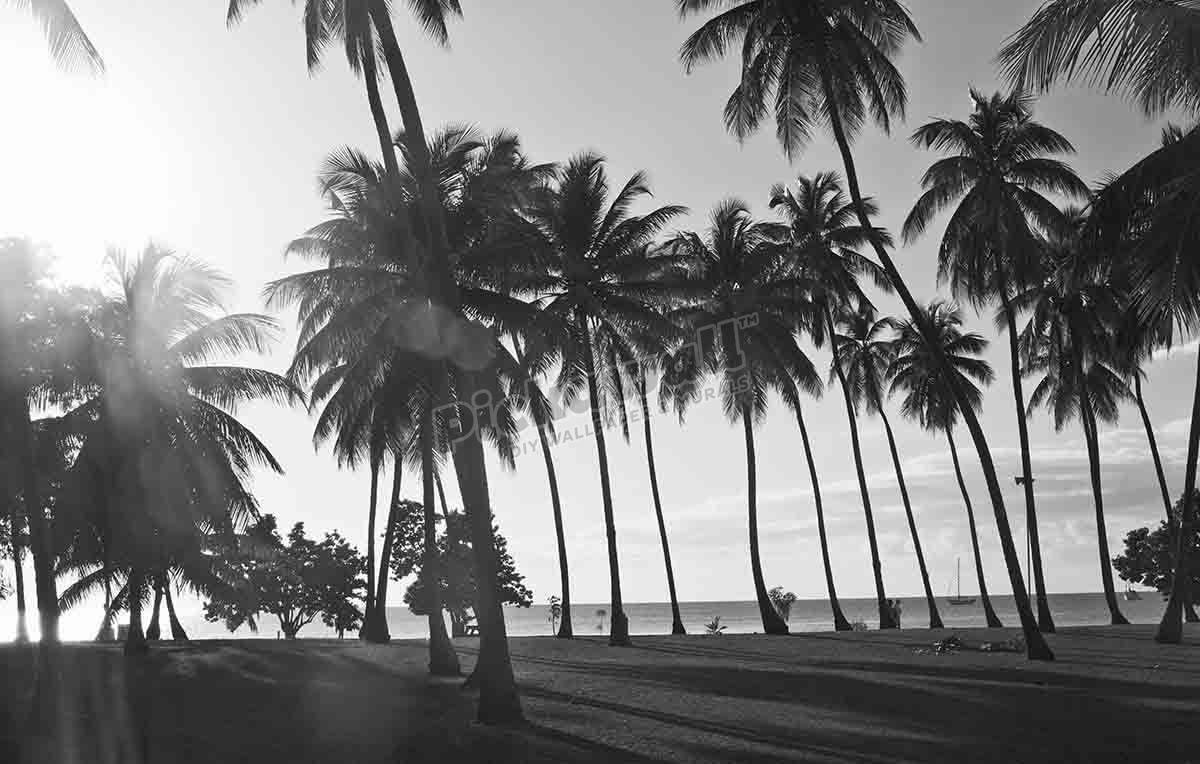Palm Trees - Pickawall
