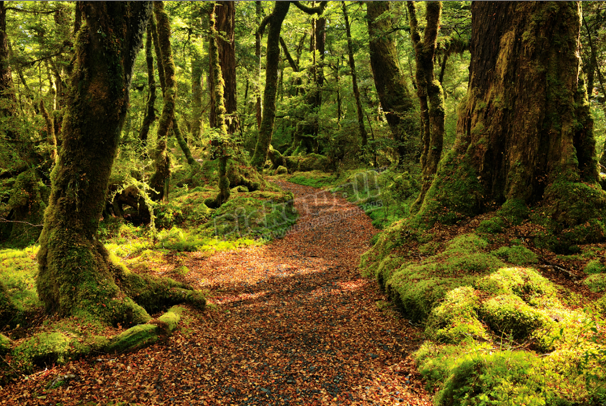 Forest Path Green - Pickawall