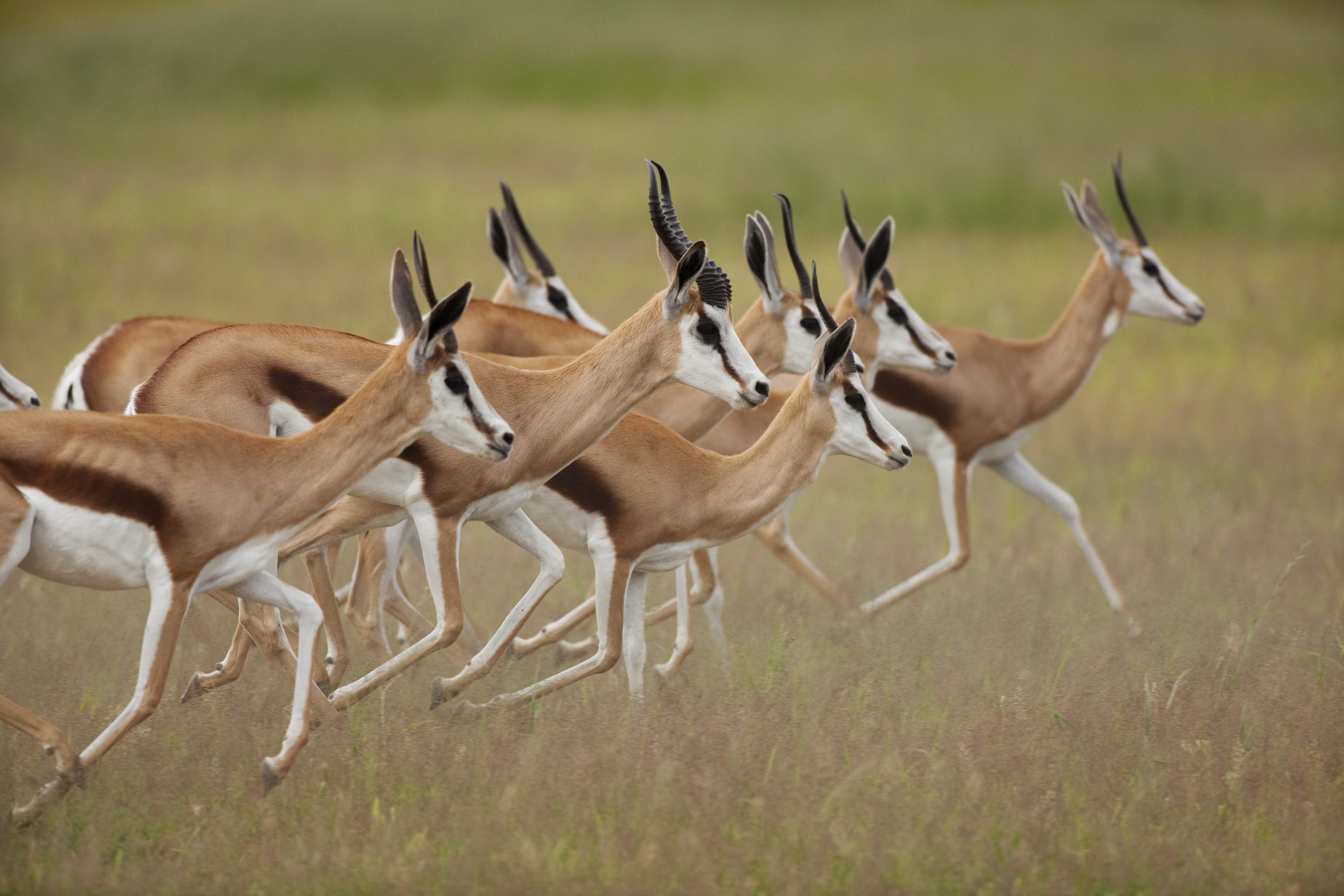 Springbok Group South Africa Pickawall